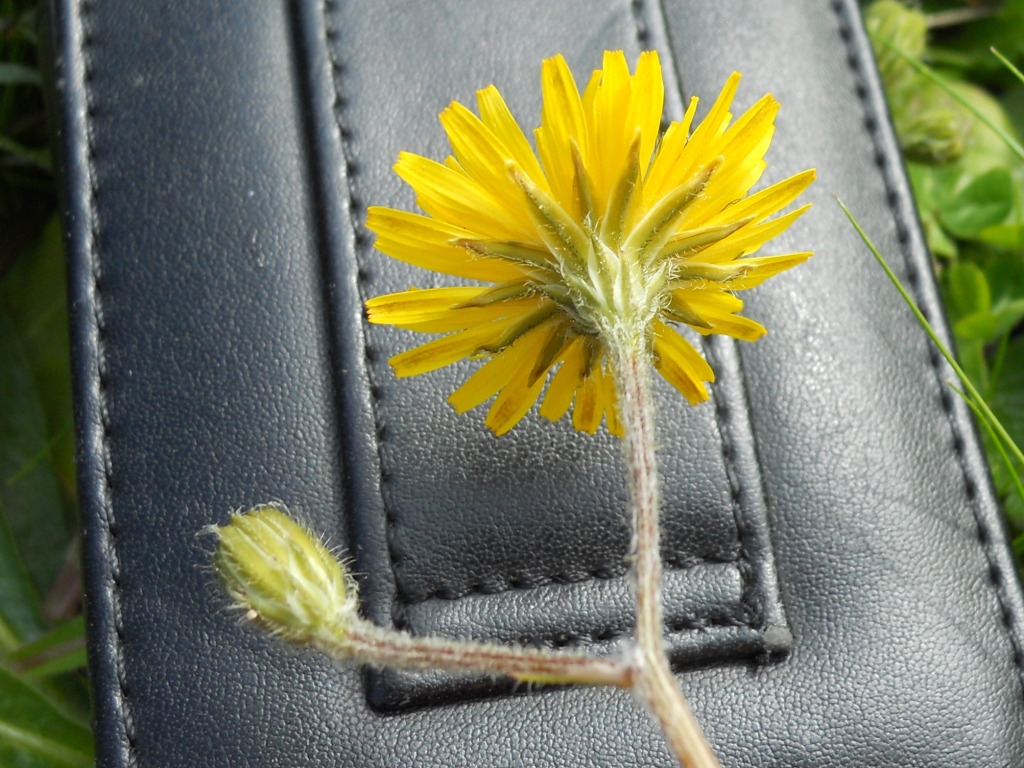 Asteracea: Crepis sancta